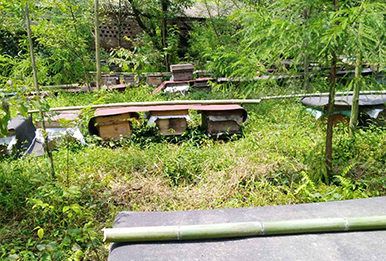 蜂场展示3
